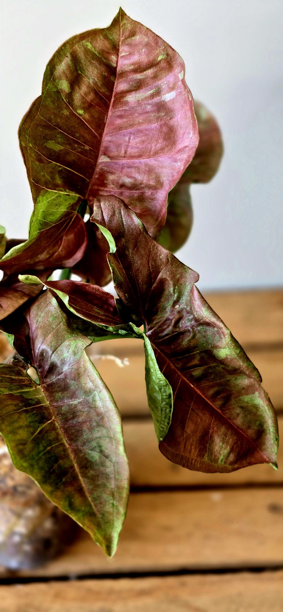 Syngonium Pink Aurea