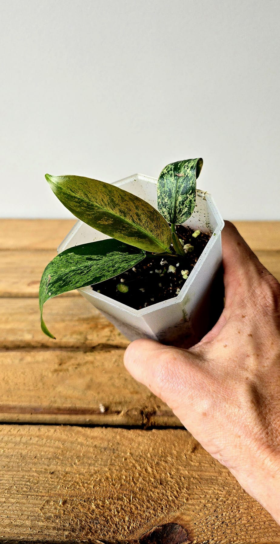 Philodendron Whipple Way Mint