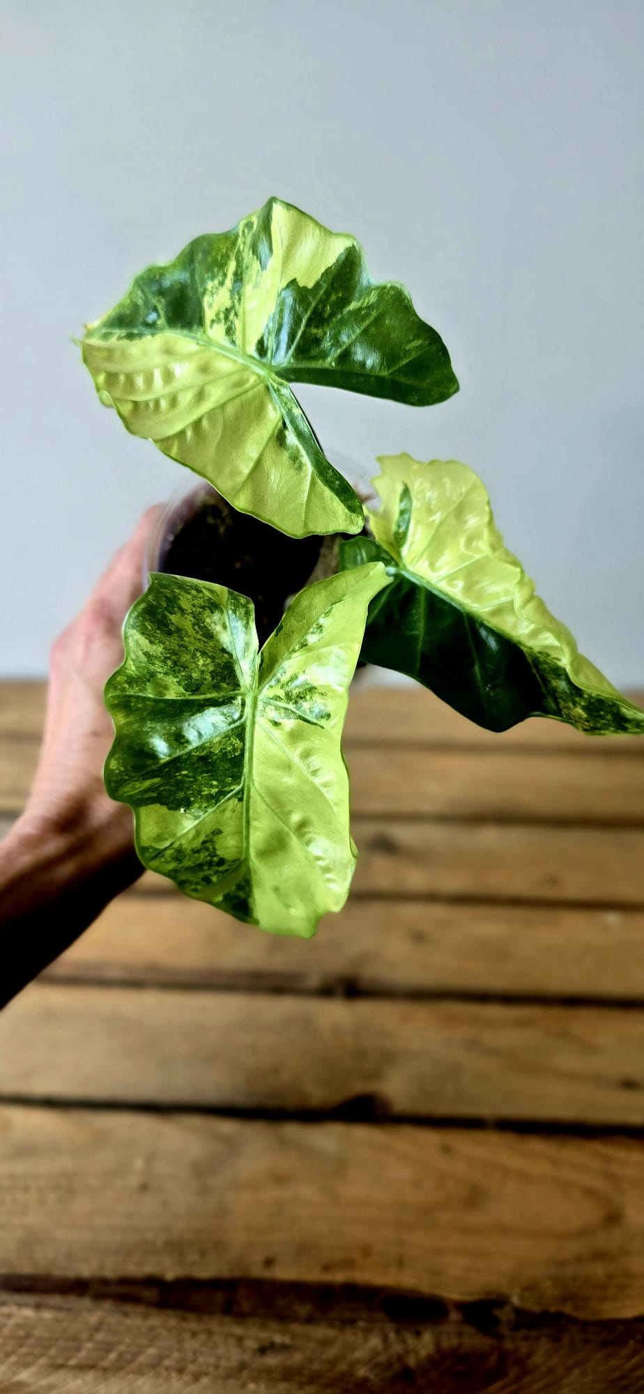 Alocasia Low Rider Aurea Mint