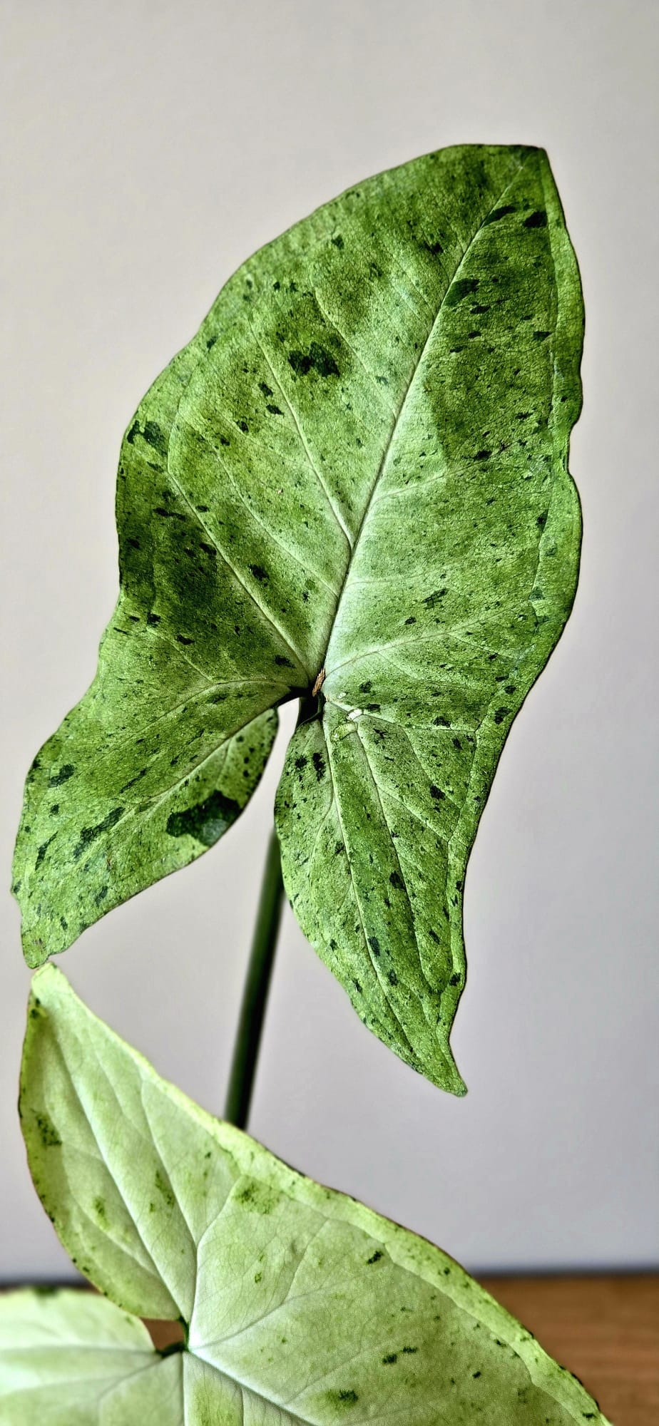 Syngonium Oregano