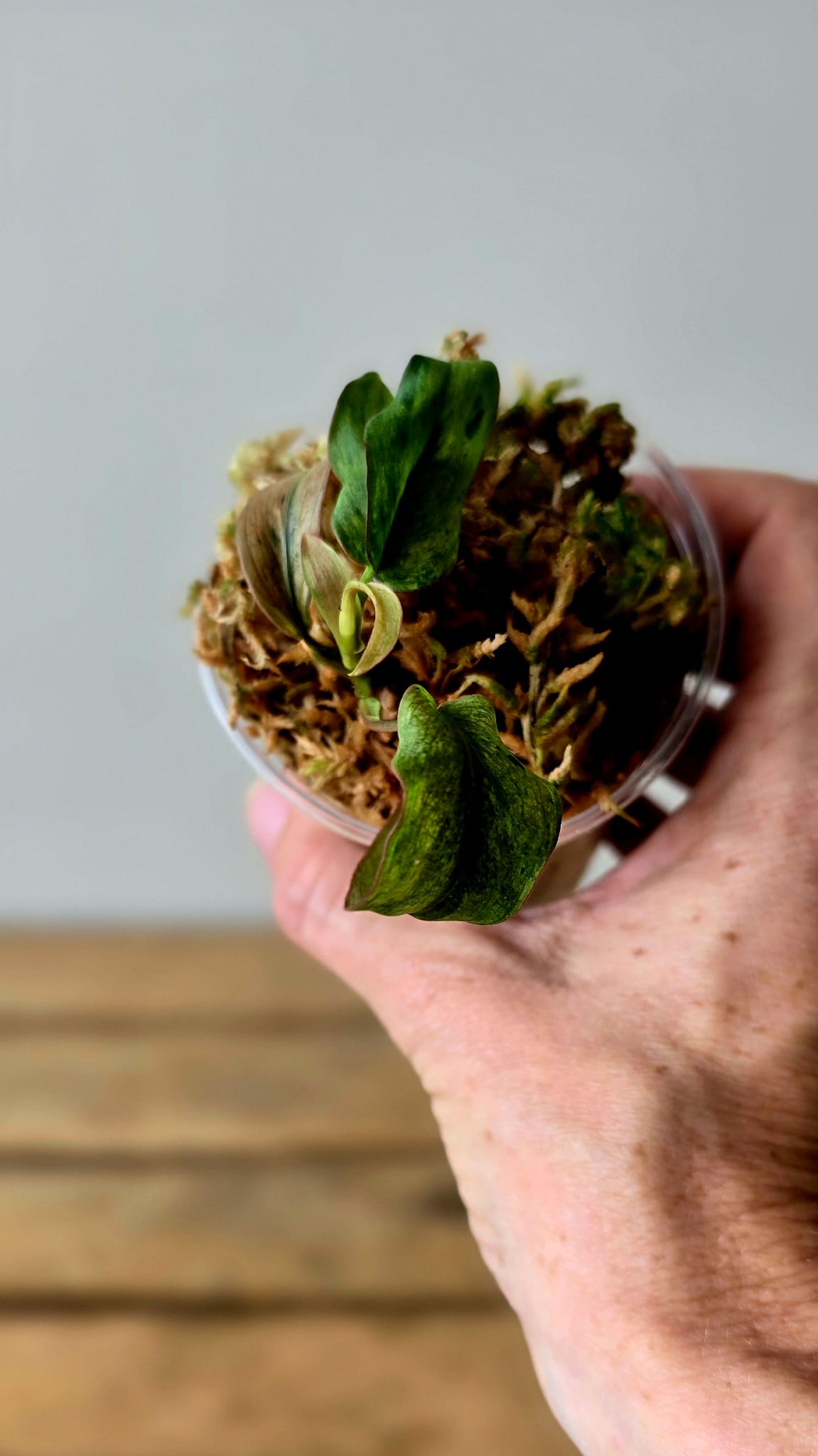 Philodendron Micans Mint