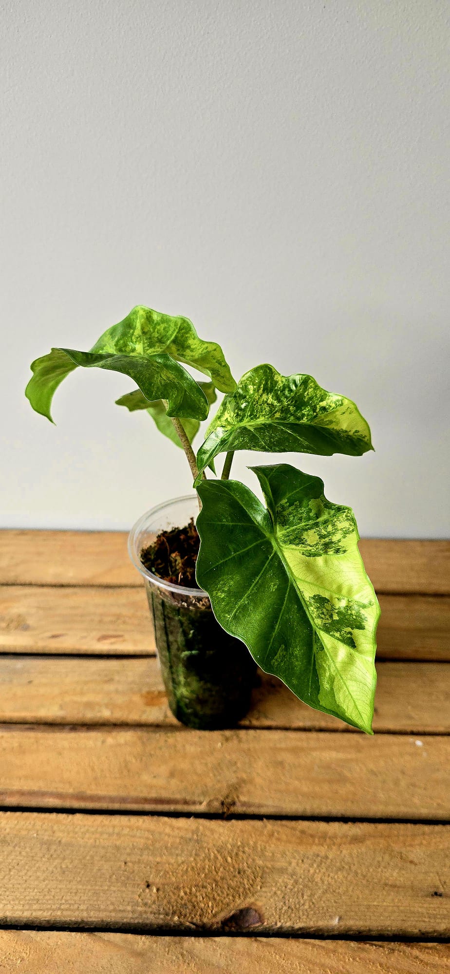 Alocasia Lowrider Aurea Mint