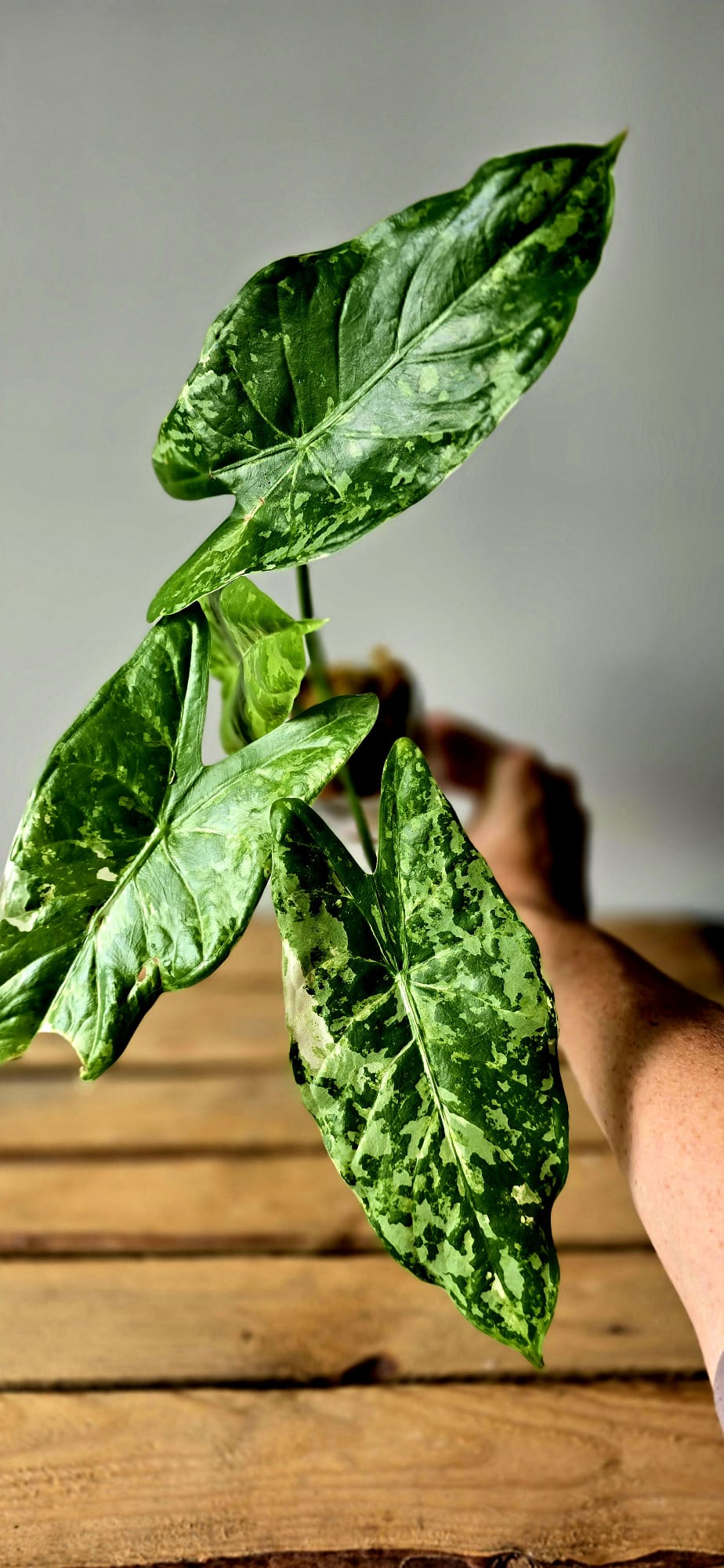 Alocasia Acuminata Albo Variegata