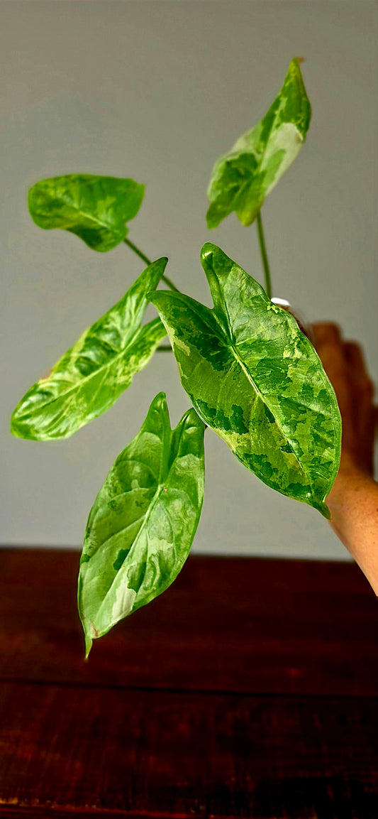 Alocasia Acuminata Albo Variegata