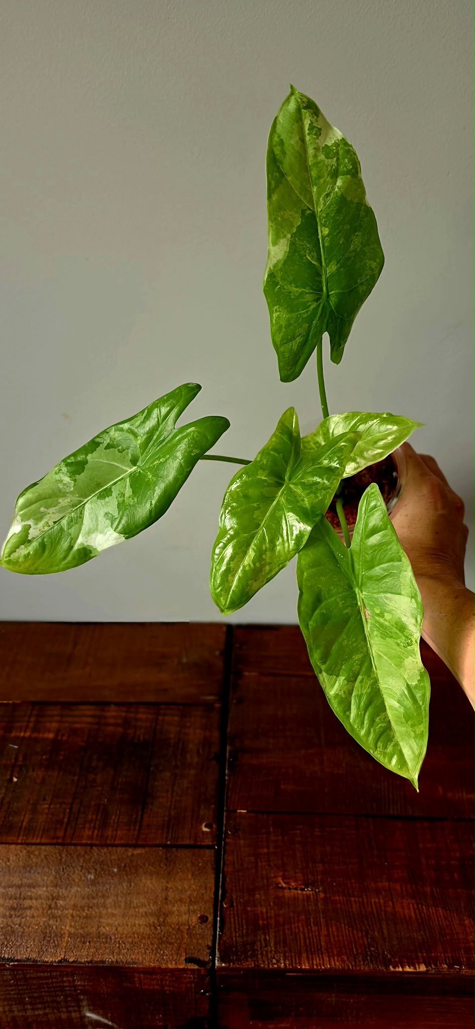 Alocasia Acuminata Albo Variegata