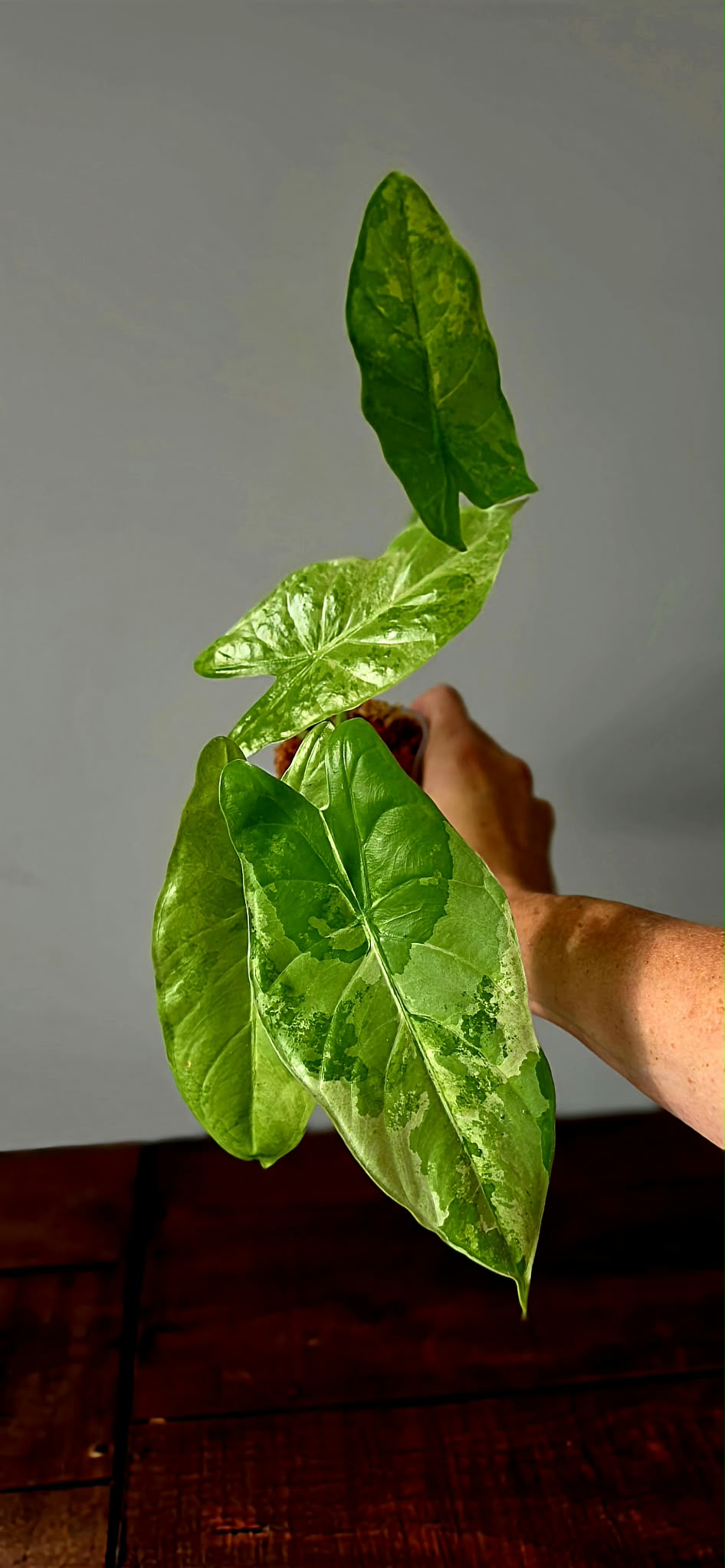 Alocasia Acuminata Albo Variegata
