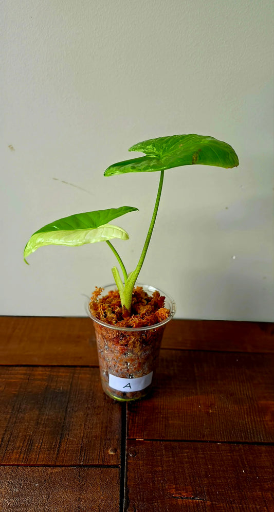 Alocasia Fornicata Albo Variegata