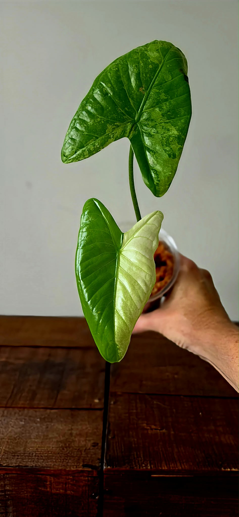 Alocasia Fornicata Albo Variegata