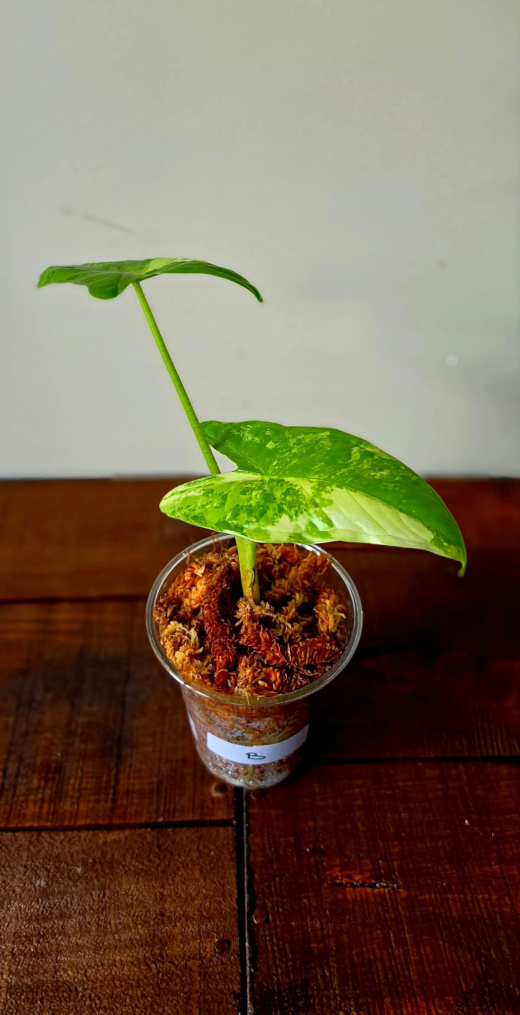 Alocasia Fornicata Albo Variegata