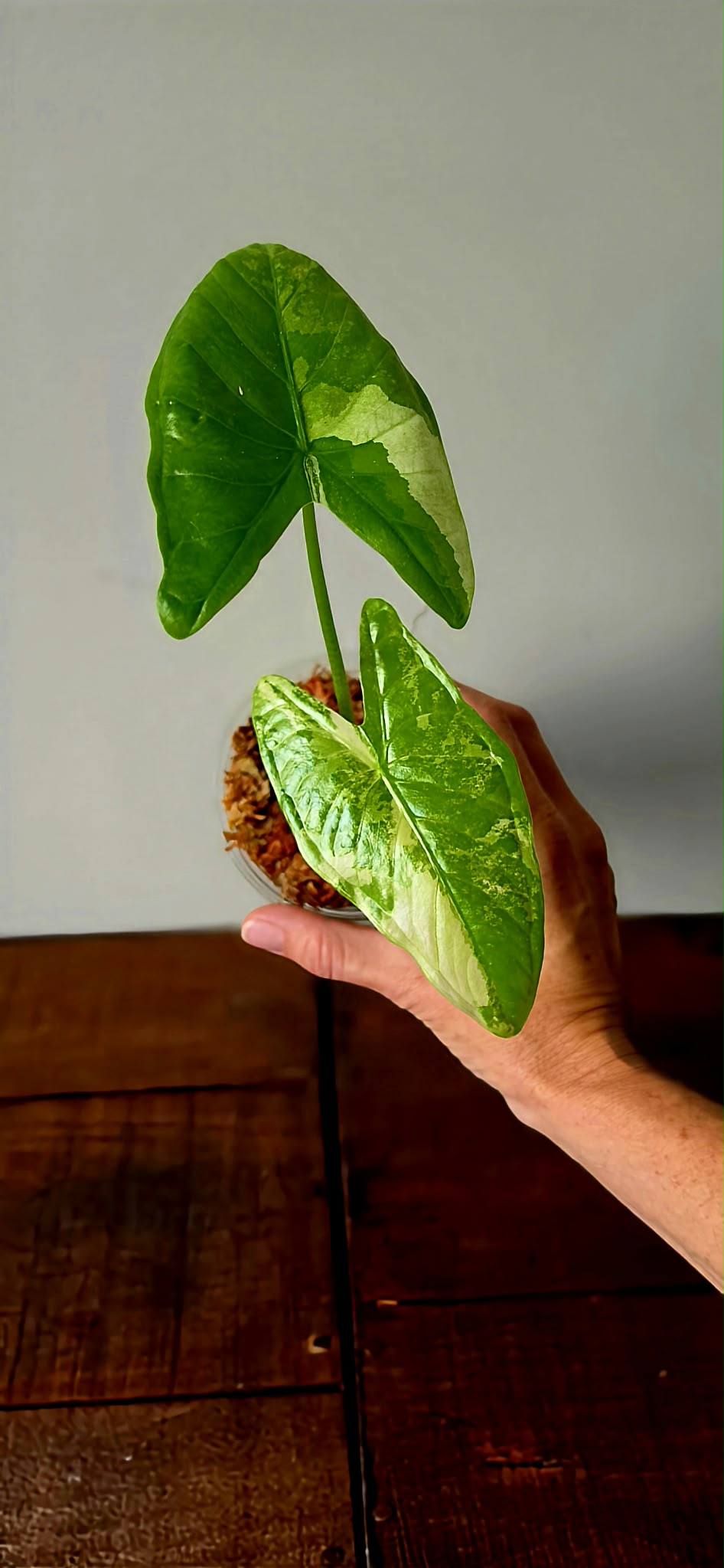 Alocasia Fornicata Albo Variegata