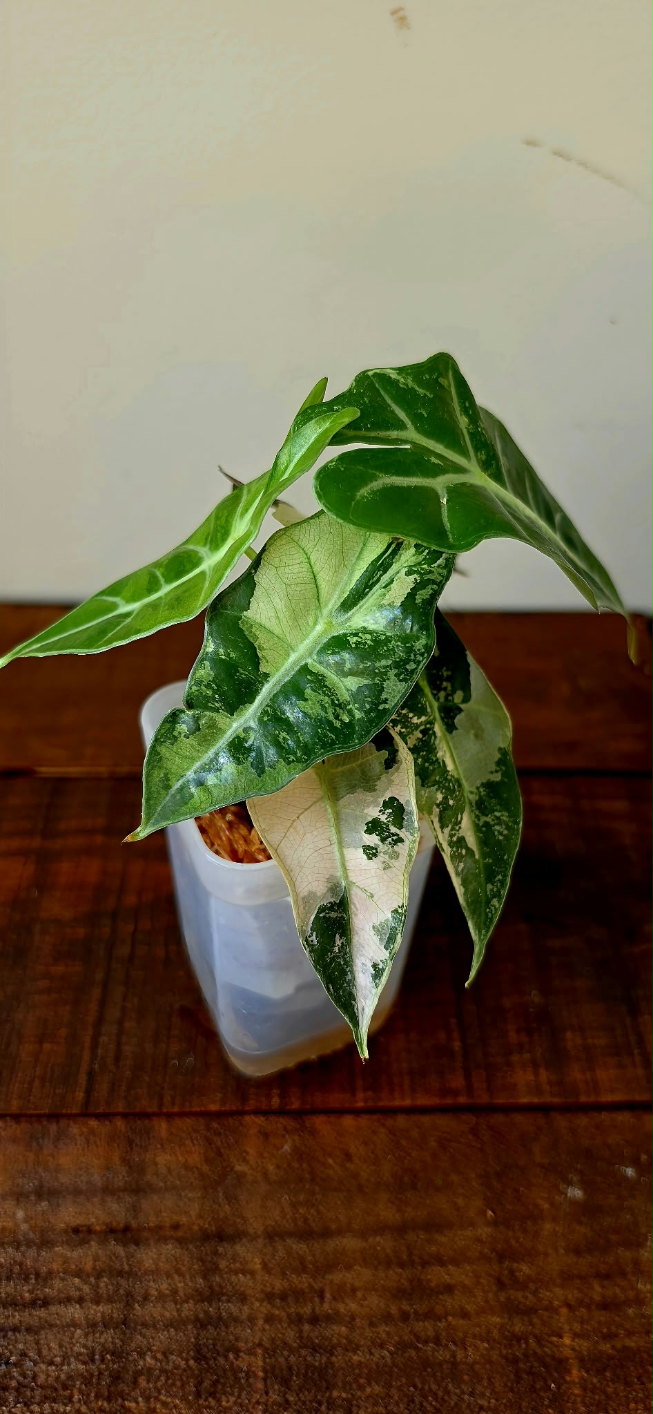 Alocasia Polly Pink Variegata