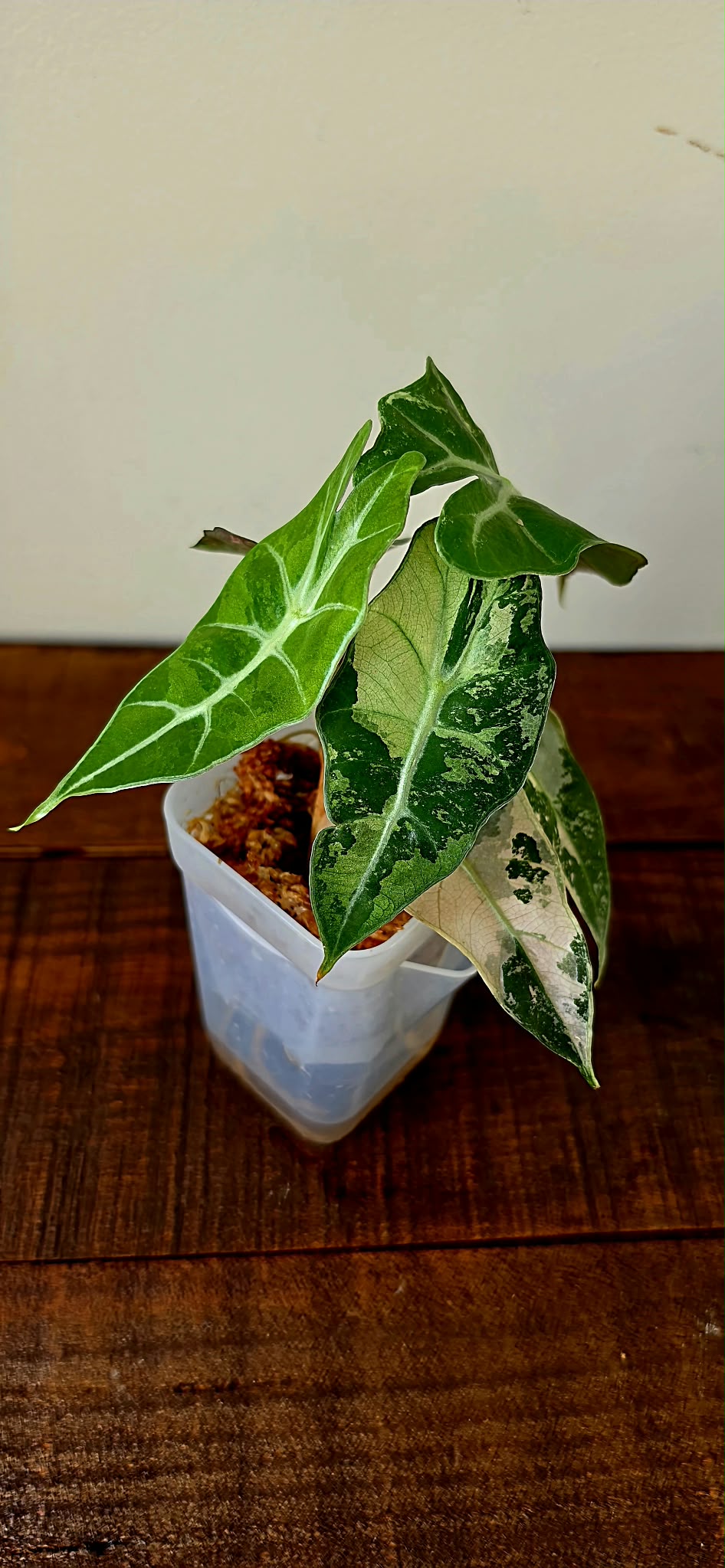 Alocasia Polly Pink Variegata