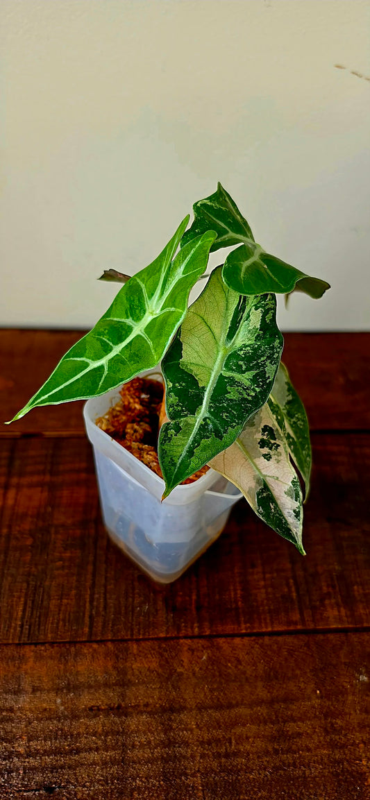 Alocasia Polly Pink Variegata