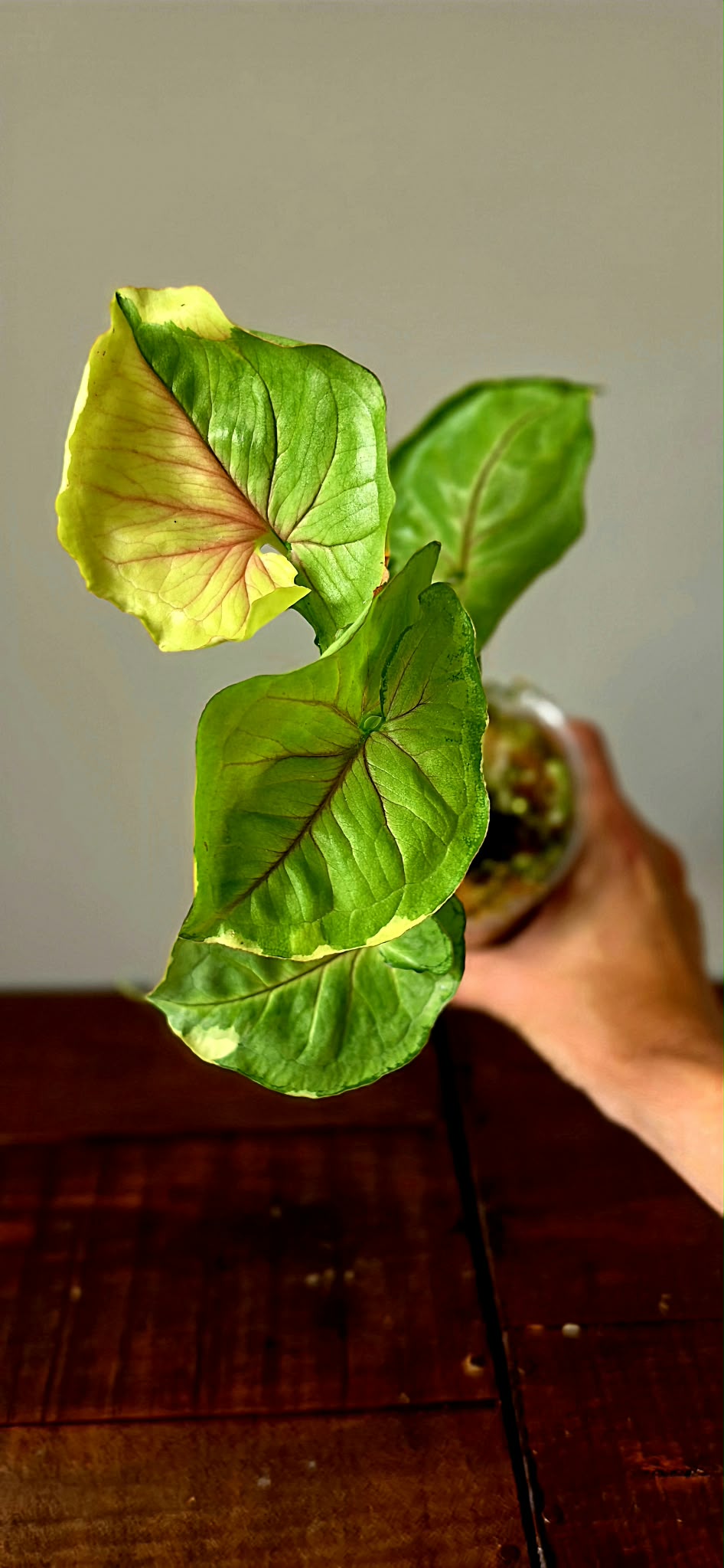Syngonium Mango Allusion
