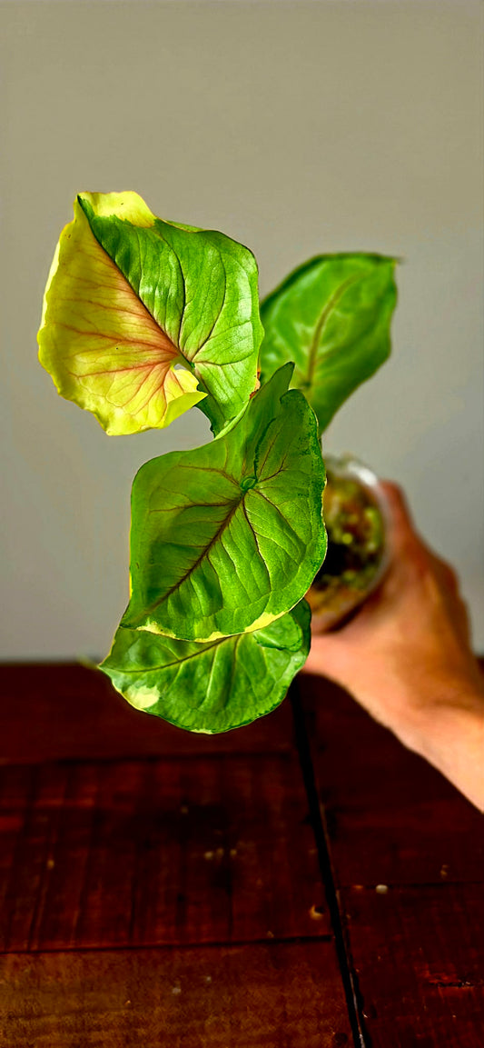 Syngonium Mango Allusion