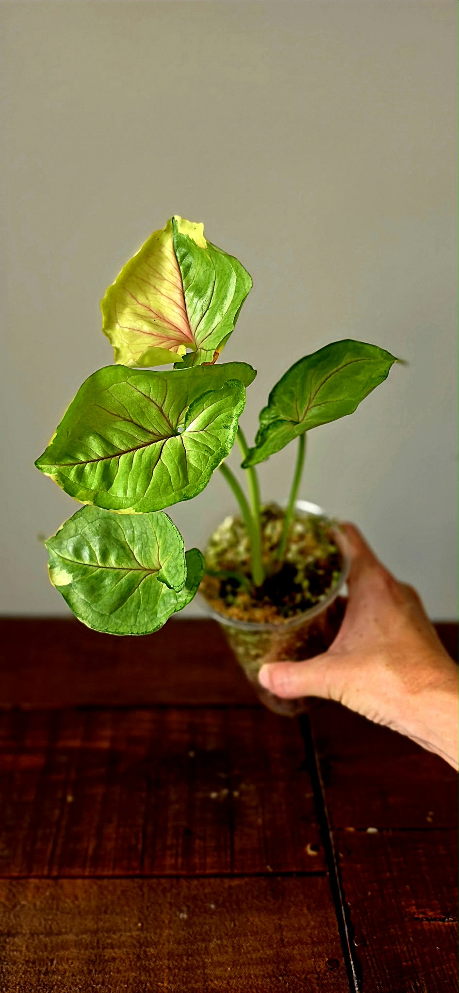 Syngonium Mango Allusion