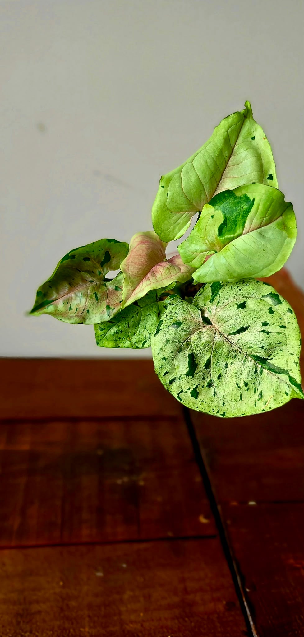 Syngonium Grey Ghost