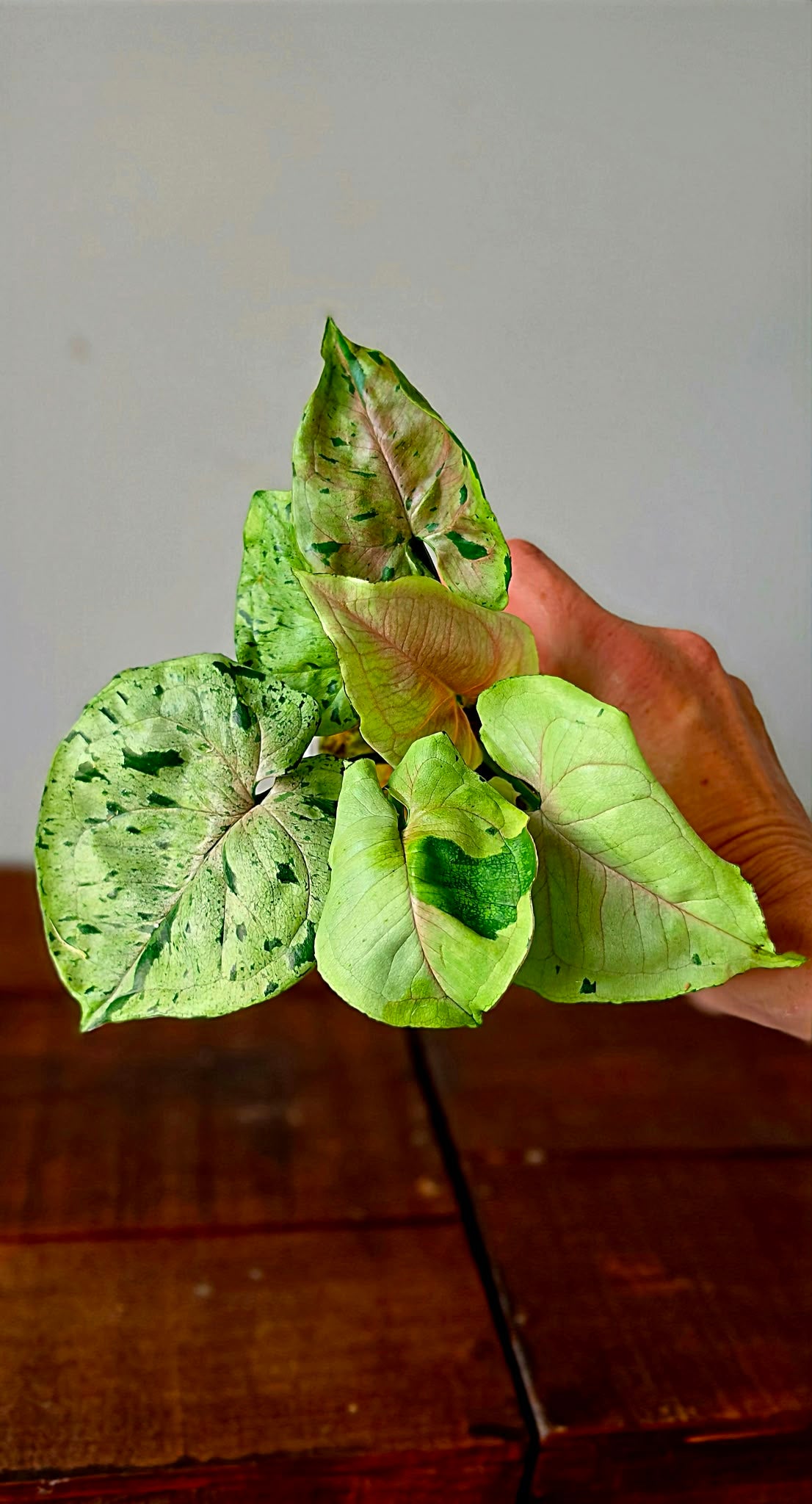 Syngonium Grey Ghost