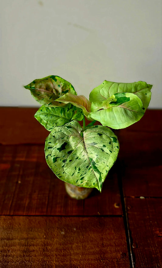 Syngonium Grey Ghost