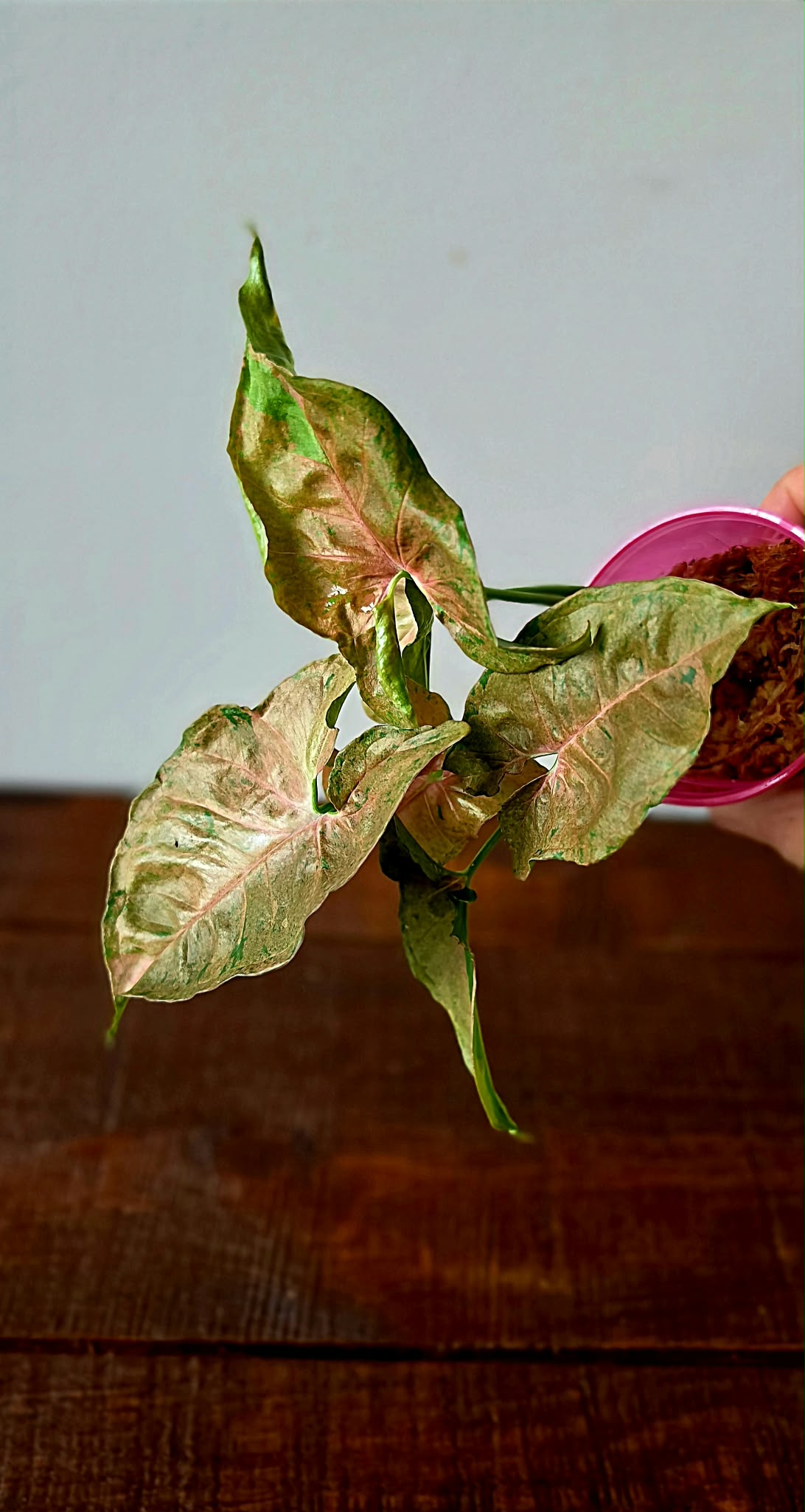 Syngonium Bubble Gum