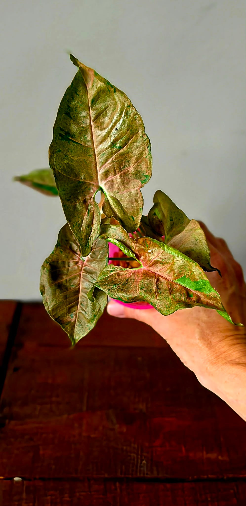 Syngonium Bubble Gum