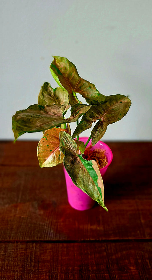 Syngonium Bubble Gum