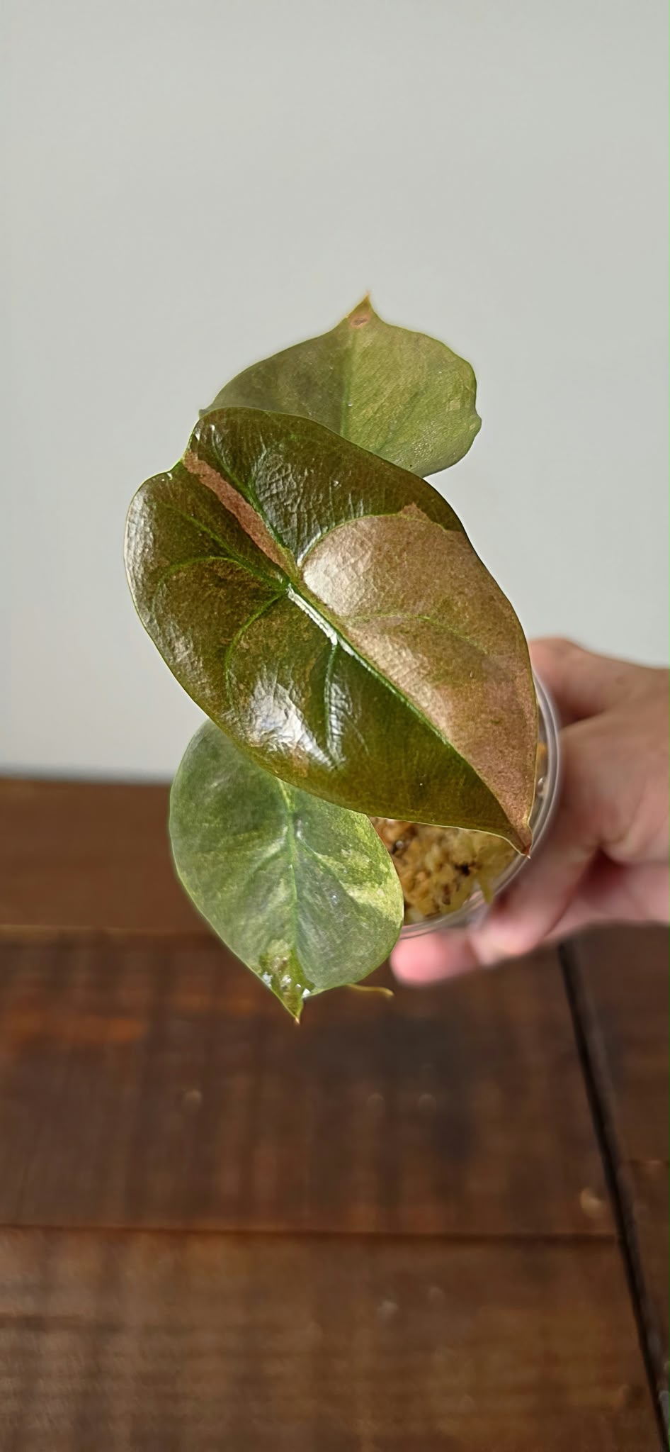Alocasia Cuprea Pink Mint