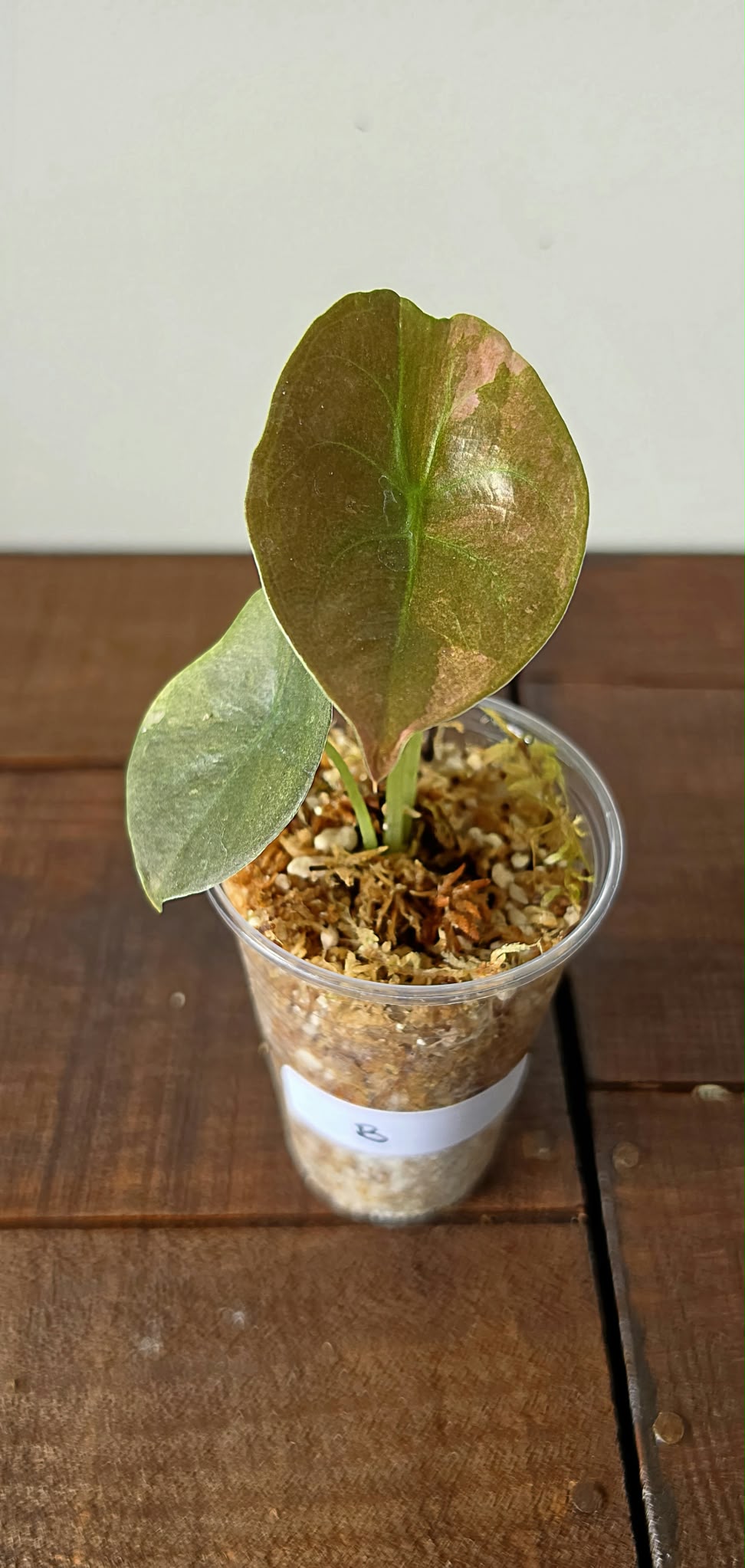 Alocasia Cuprea Pink Mint