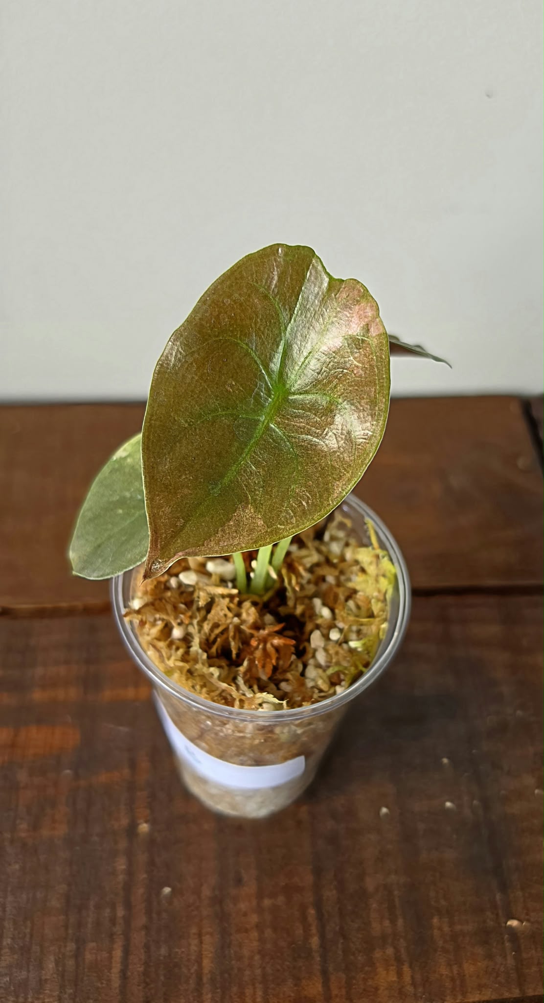 Alocasia Cuprea Pink Mint