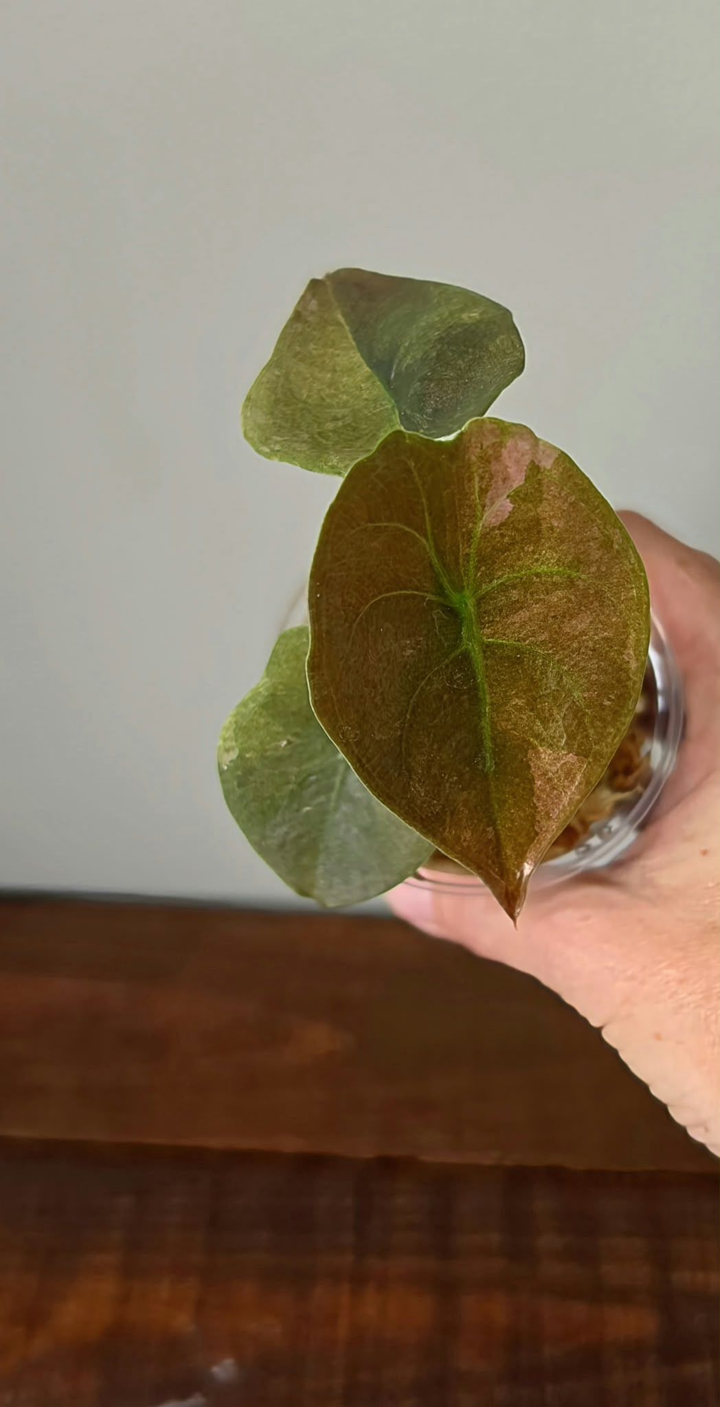 Alocasia Cuprea Pink Mint