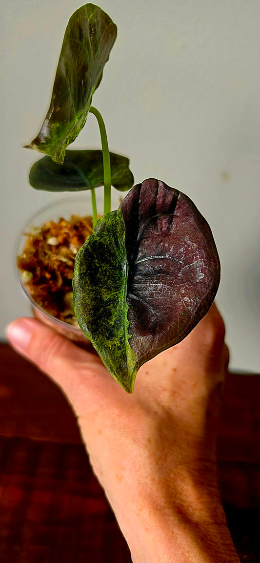 Alocasia Cuprea Mutation