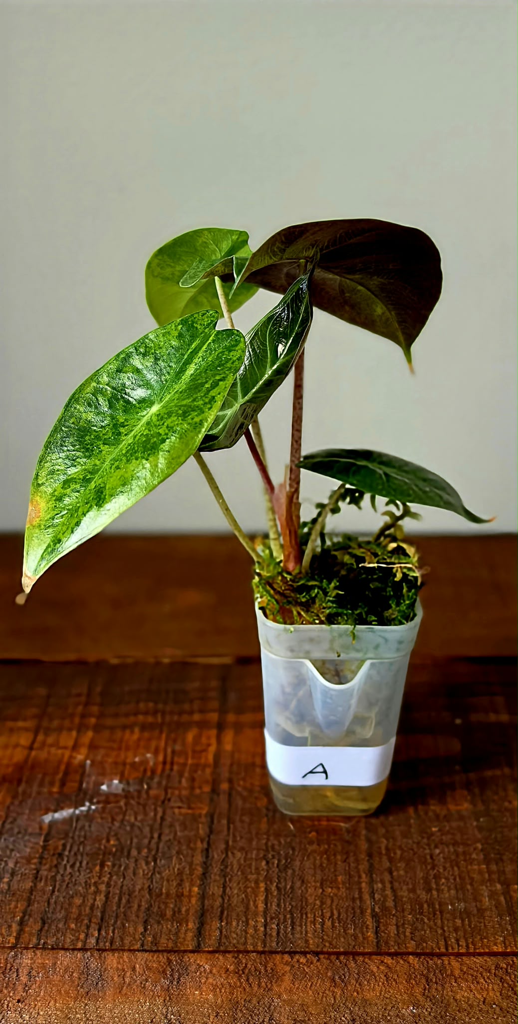 Alocasia Pink Dragon Variegata