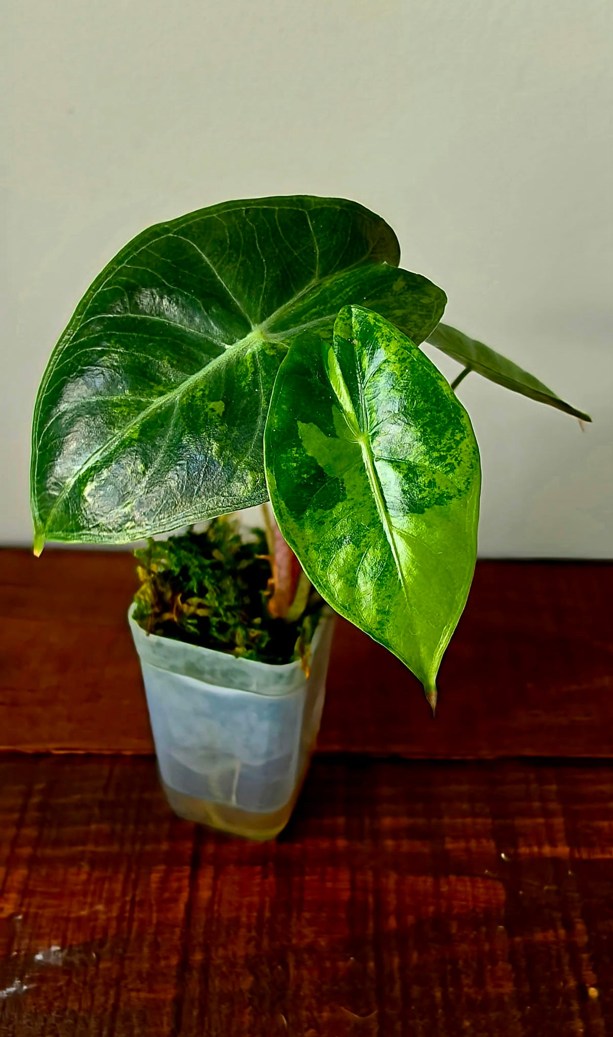 Alocasia Pink Dragon Variegata