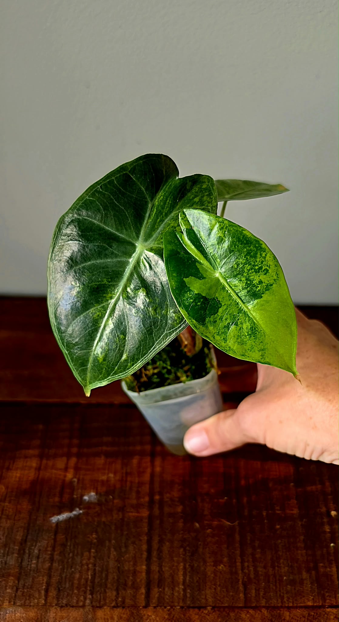 Alocasia Pink Dragon Variegata