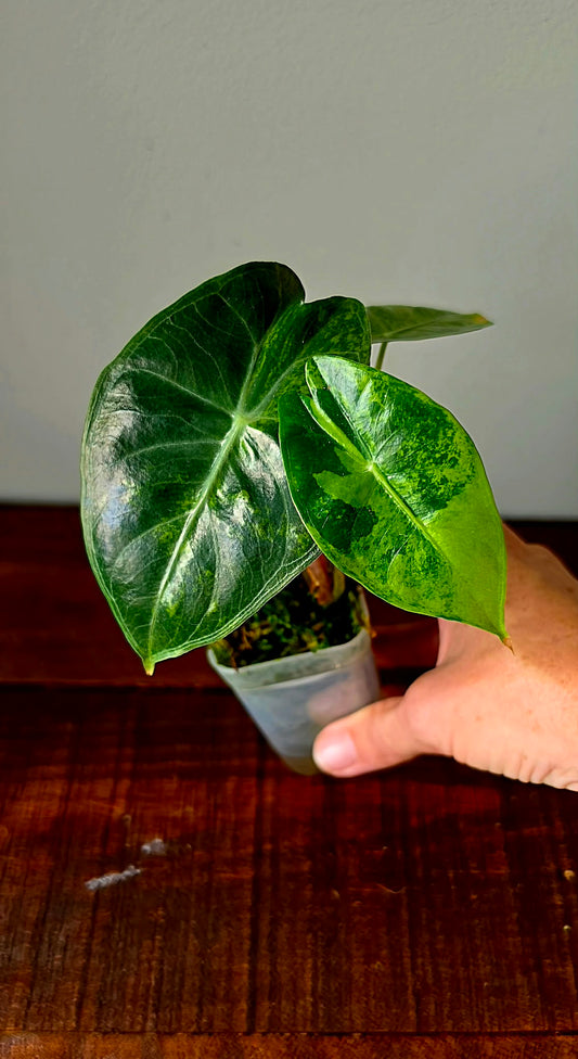 Alocasia Pink Dragon Variegata