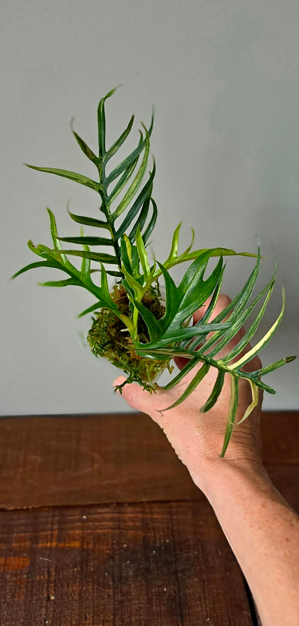 Philodendron Tortum Aurea Variegata