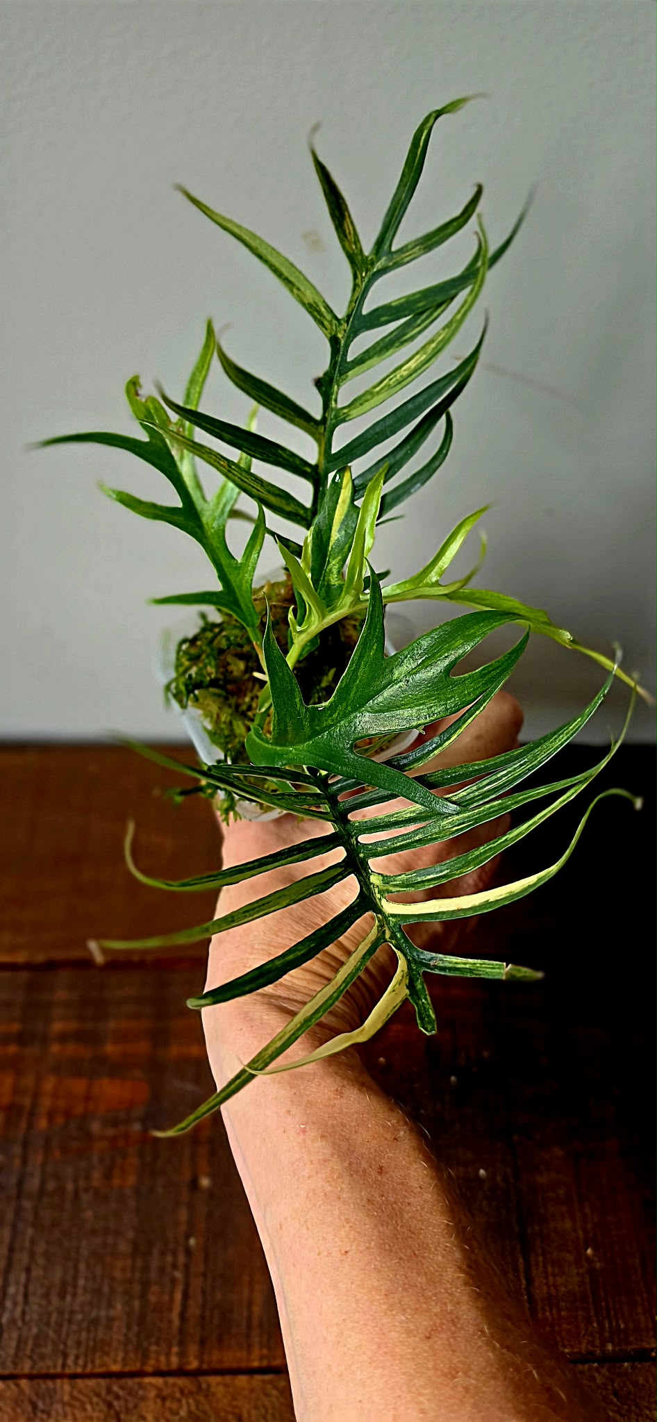 Philodendron Tortum Aurea Variegata