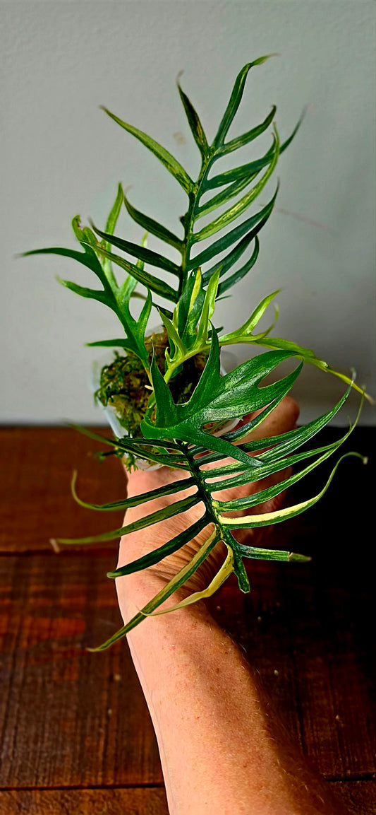 Philodendron Tortum Aurea Variegata