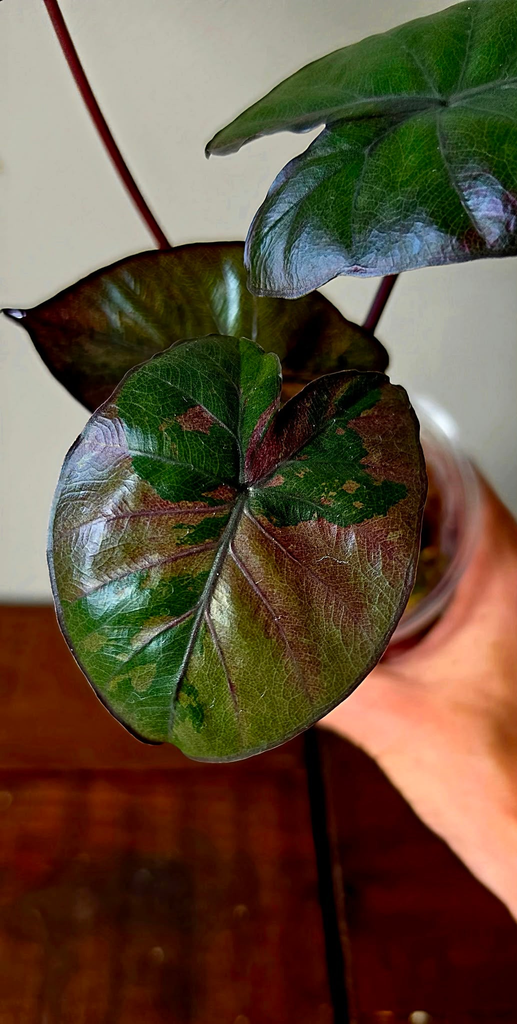 Alocasia Serendipity Pink
