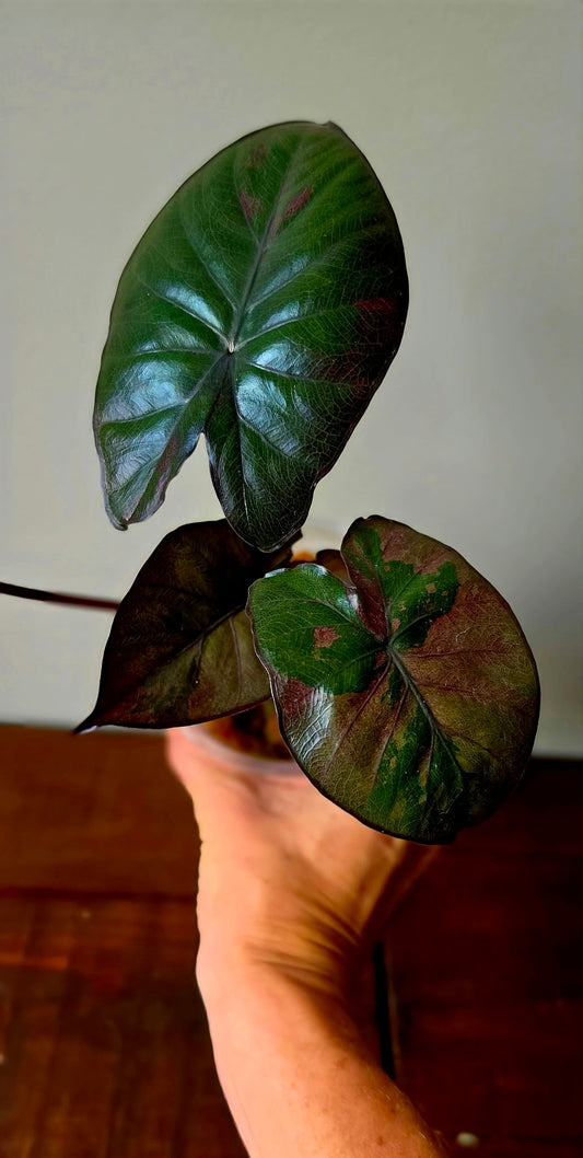 Alocasia Serendipity Pink