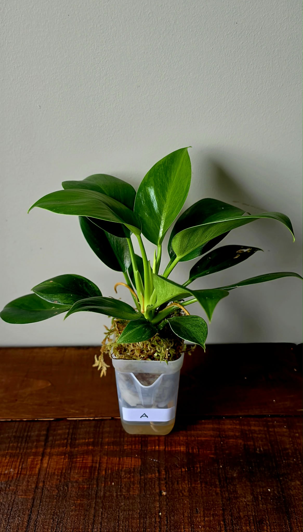 Philodendron Green Princess Variegata