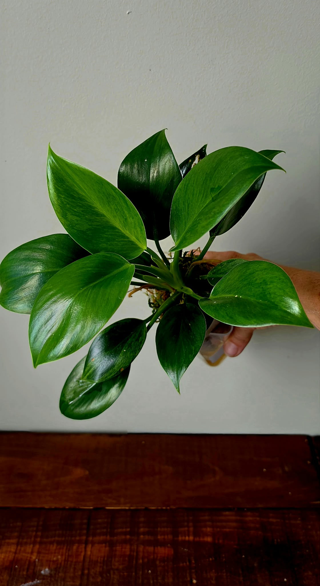 Philodendron Green Princess Variegata