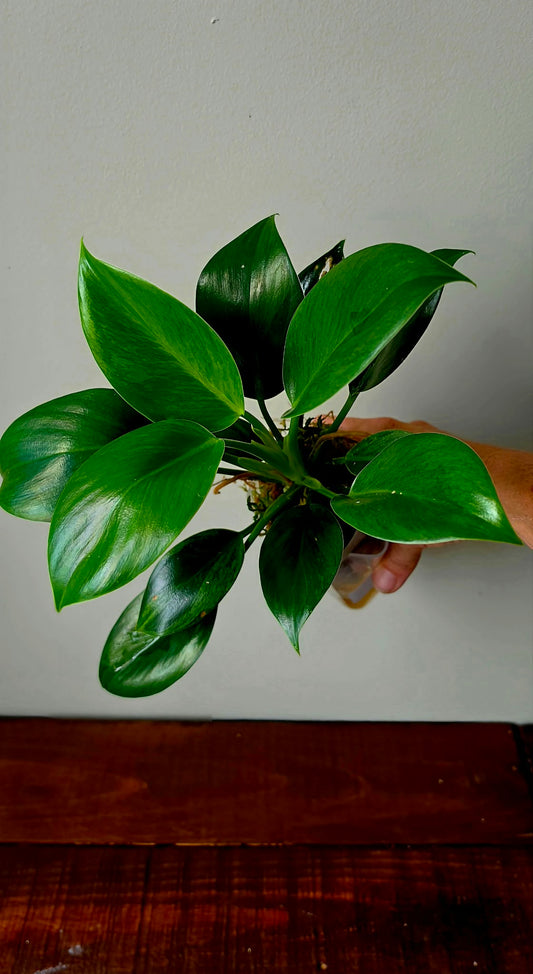 Philodendron Green Princess Variegata