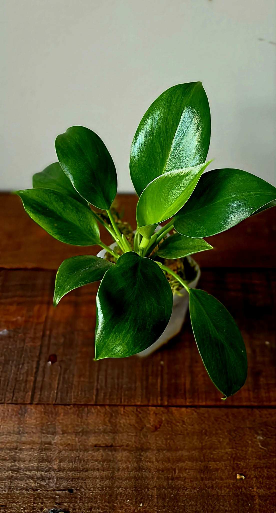 Philodendron Green Princess Variegata