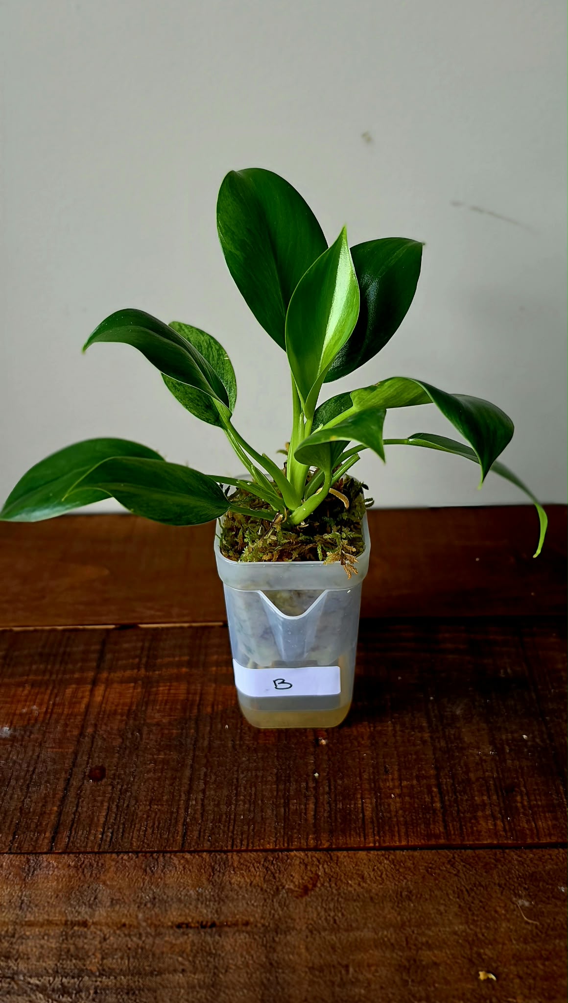 Philodendron Green Princess Variegata