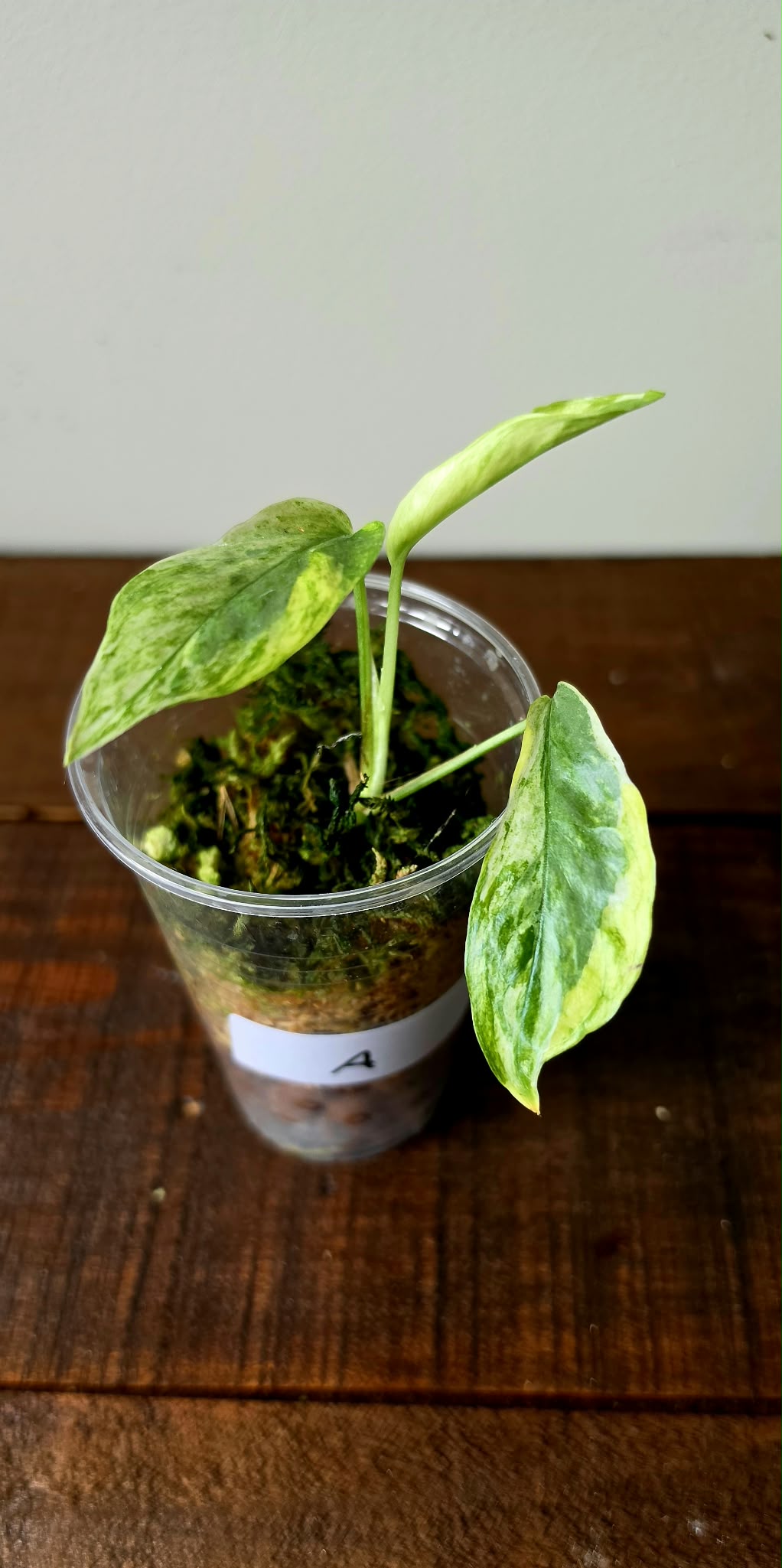 Epipremnum Pinnatum Lava Contorta