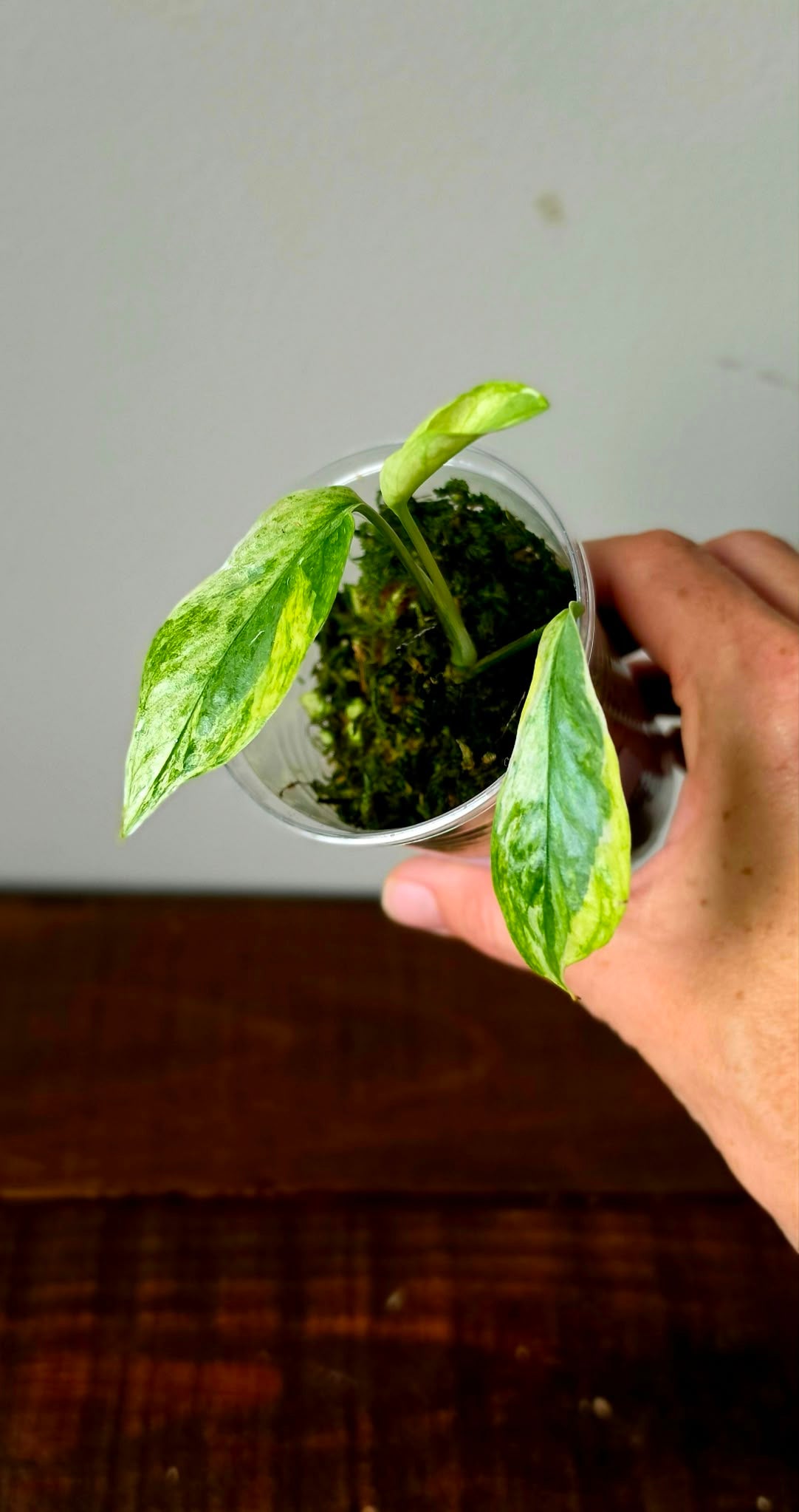 Epipremnum Pinnatum Lava Contorta