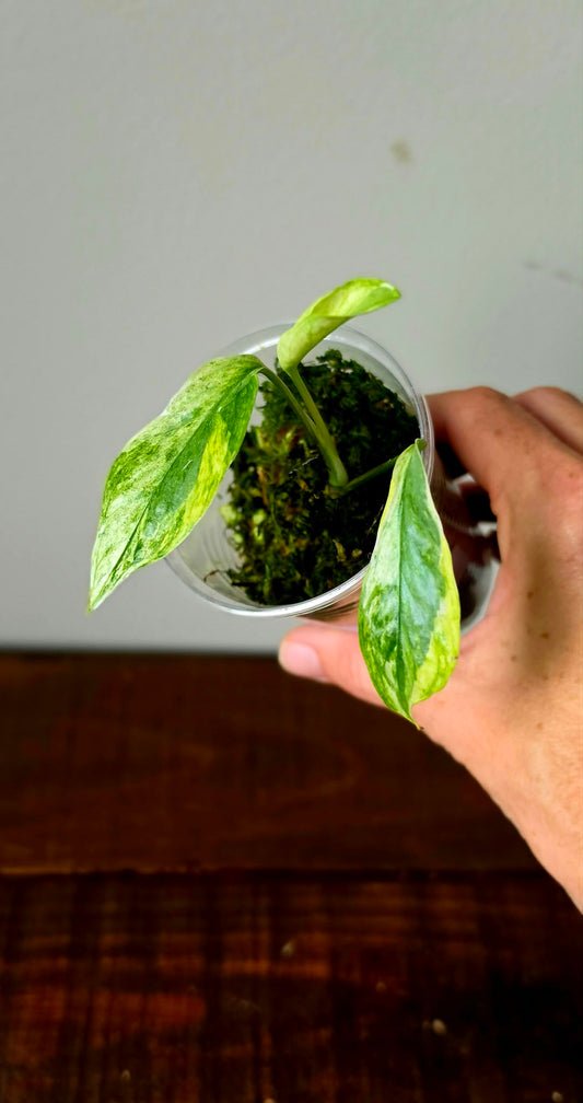 Epipremnum Pinnatum Lava Contorta