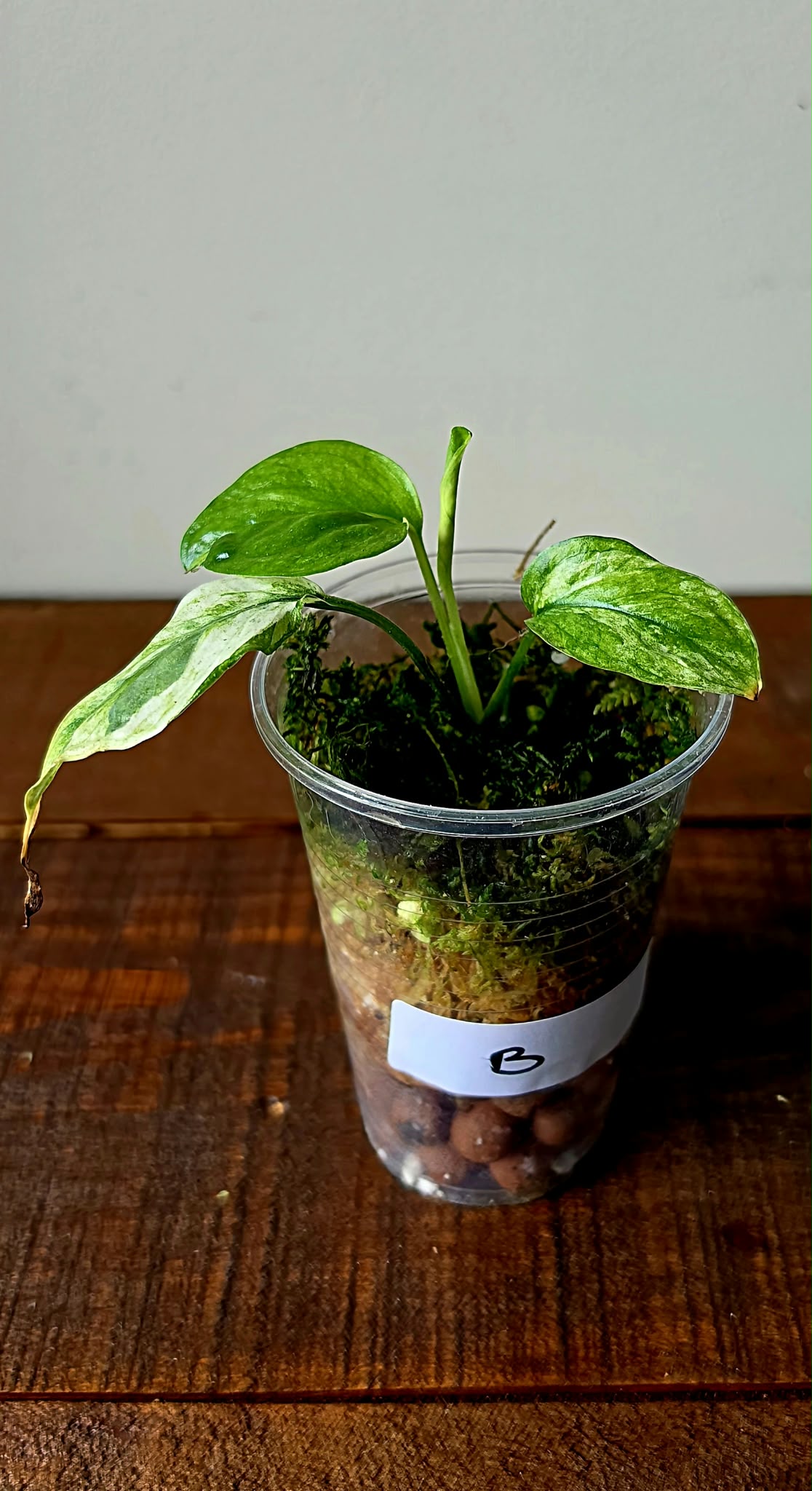 Epipremnum Pinnatum Lava Contorta