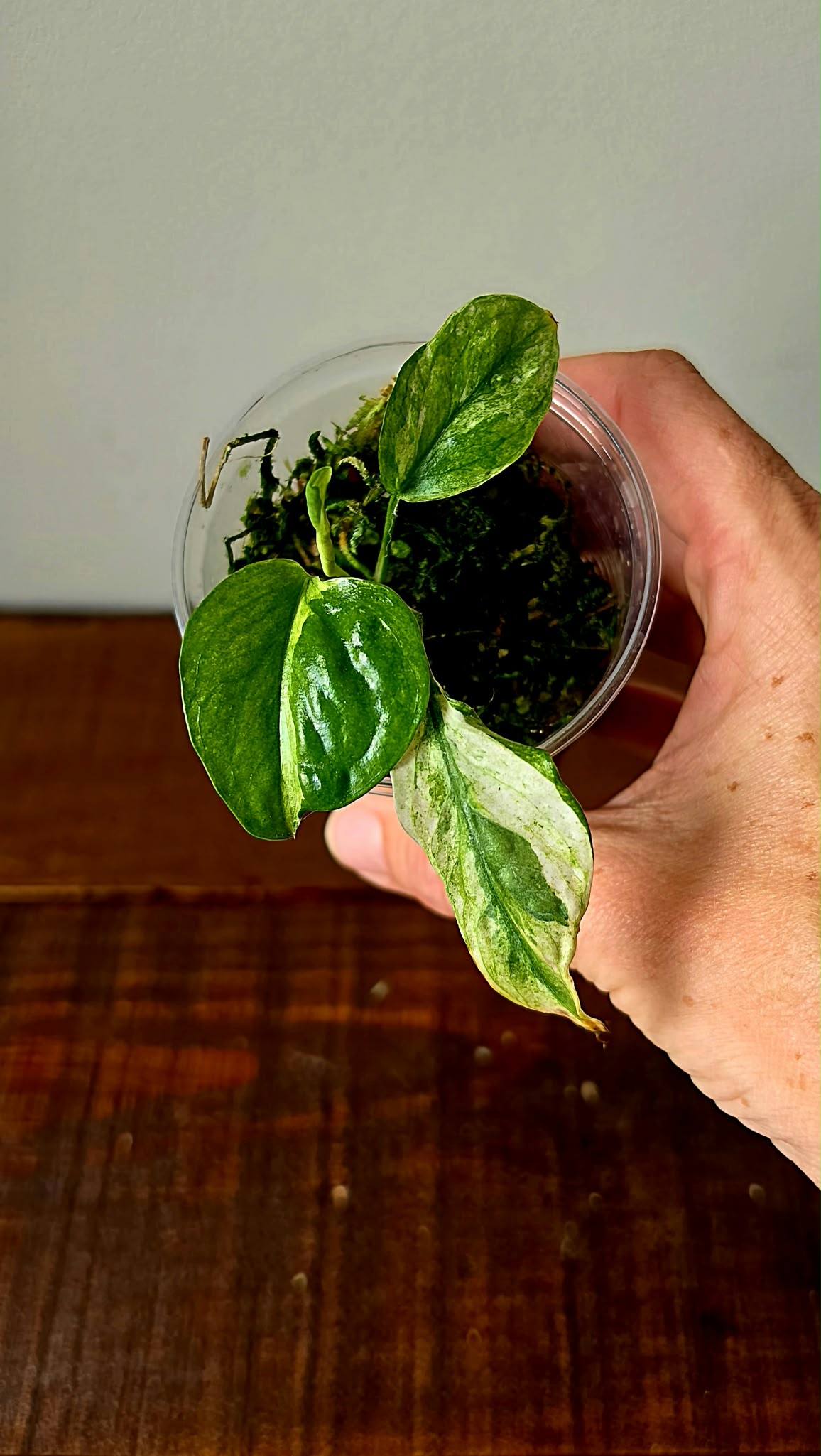 Epipremnum Pinnatum Lava Contorta